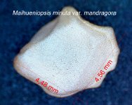 Maihueniopsis minuta v. mandragora JM.jpg